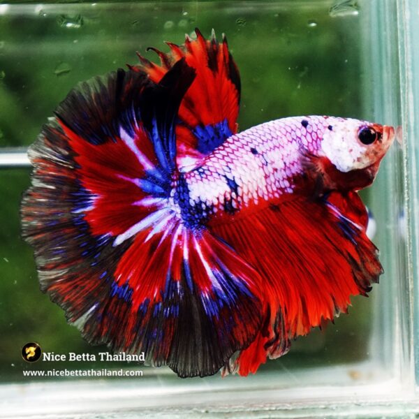 Betta Fish Fancy Captian America OHM - Image 5