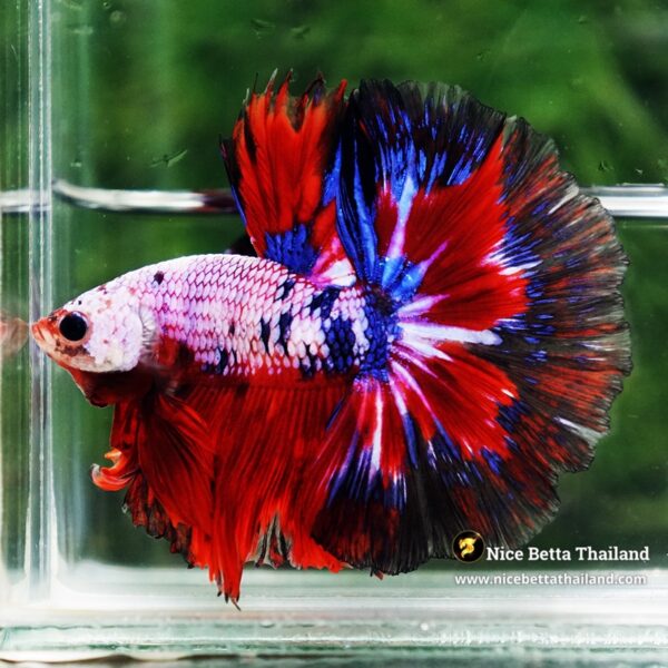 Betta Fish Fancy Captian America OHM - Image 6