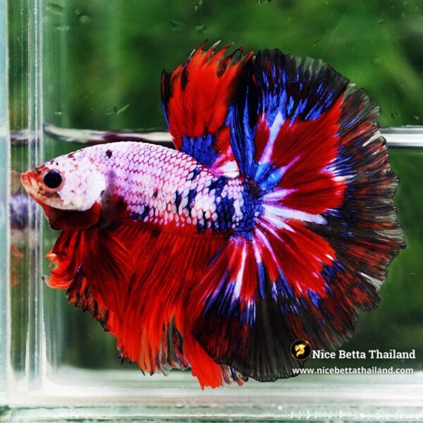 Betta Fish Fancy Captian America OHM - Image 4