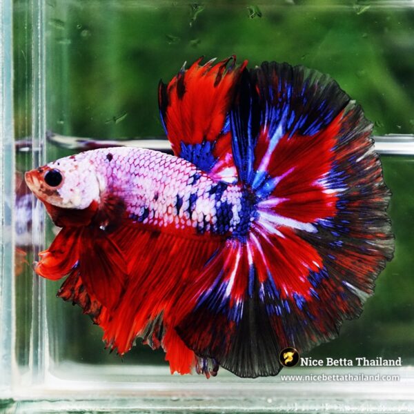 Betta Fish Fancy Captian America OHM - Image 2