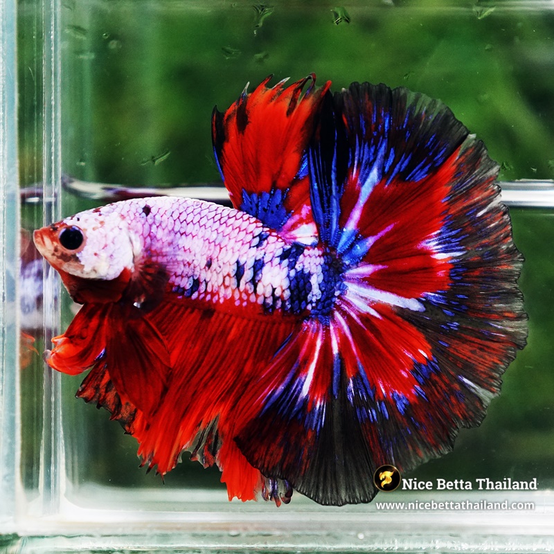 Betta Fish Fancy Captian America OHM