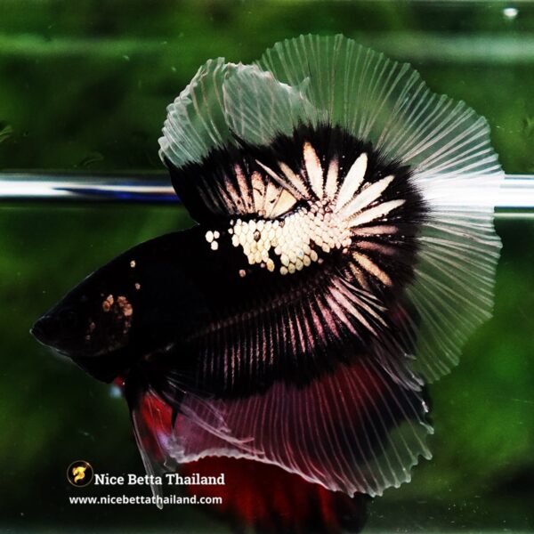 Betta fish Killer Shadow Black Star Warrior Butterfly (Ultra Rare) OHM - Image 5