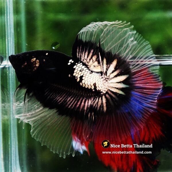 Betta fish Killer Shadow Black Star Warrior Butterfly (Ultra Rare) OHM - Image 3