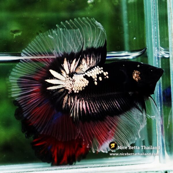 Betta fish Killer Shadow Black Star Warrior Butterfly (Ultra Rare) OHM - Image 6