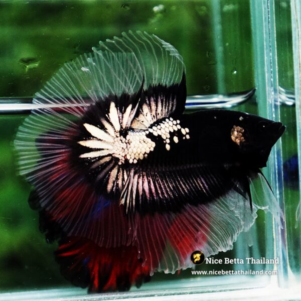 Betta fish Killer Shadow Black Star Warrior Butterfly (Ultra Rare) OHM - Image 4