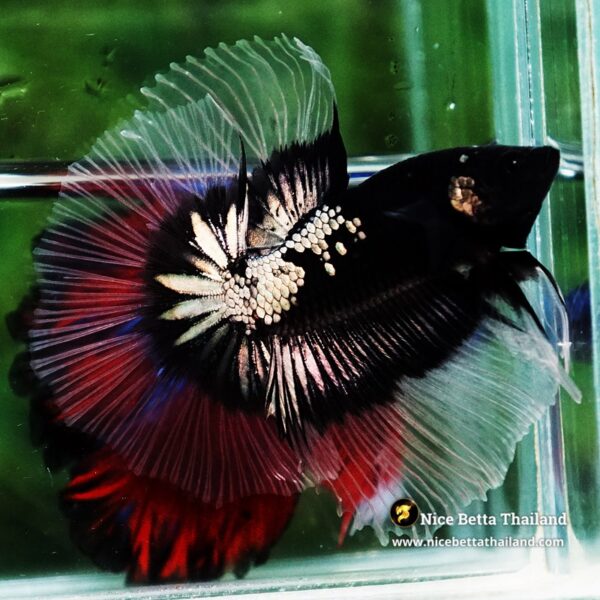 Betta fish Killer Shadow Black Star Warrior Butterfly (Ultra Rare) OHM - Image 2