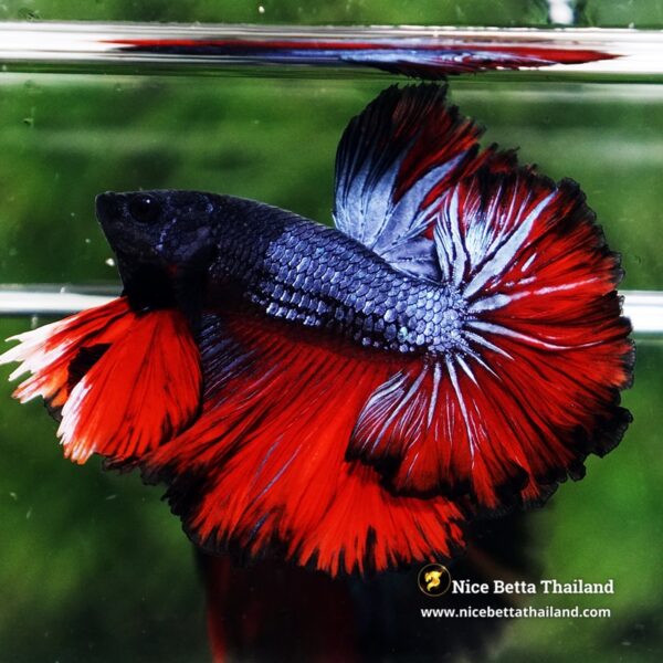 Betta Fish Hell Icon Sky Hawk Rosetial OHM - Image 2