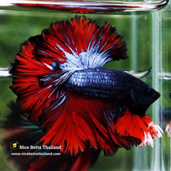 Betta Fish Hell Icon Sky Hawk Rosetial OHM - Image 5