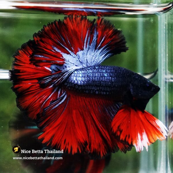 Betta Fish Hell Icon Sky Hawk Rosetial OHM - Image 3