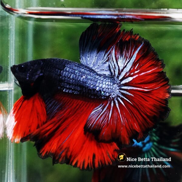 Betta Fish Hell Icon Sky Hawk Rosetial OHM - Image 6