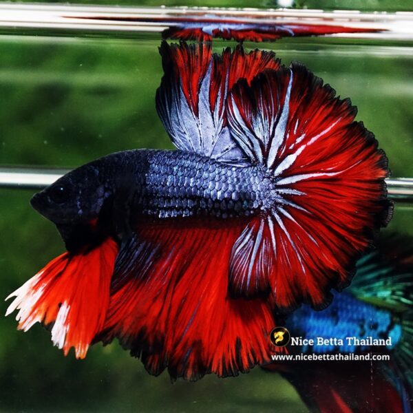 Betta Fish Hell Icon Sky Hawk Rosetial OHM - Image 4