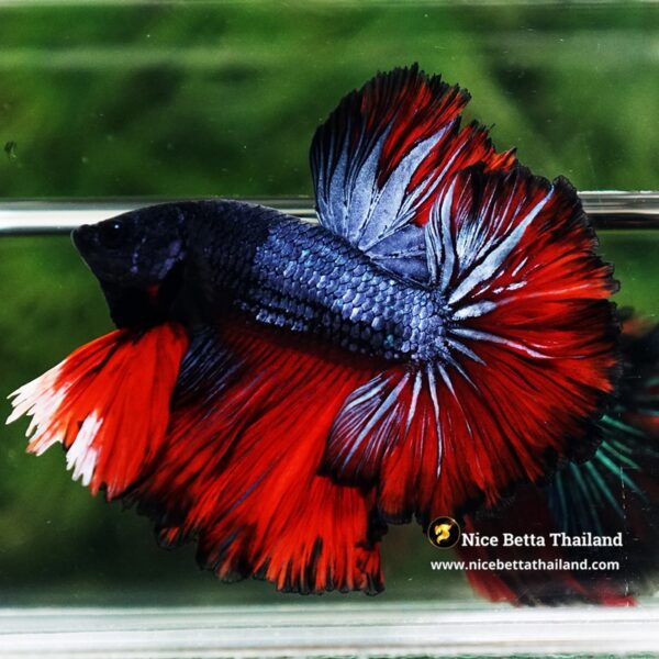 Betta Fish Hell Icon Sky Hawk Rosetial OHM - Image 7