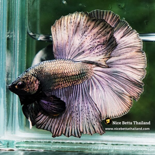 Betta Fish Classic Copper Gold OHM - Image 3