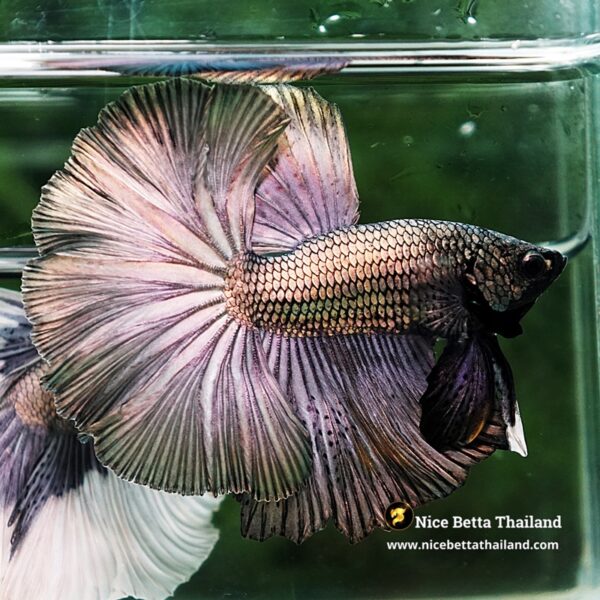 Betta Fish Classic Copper Gold OHM - Image 6