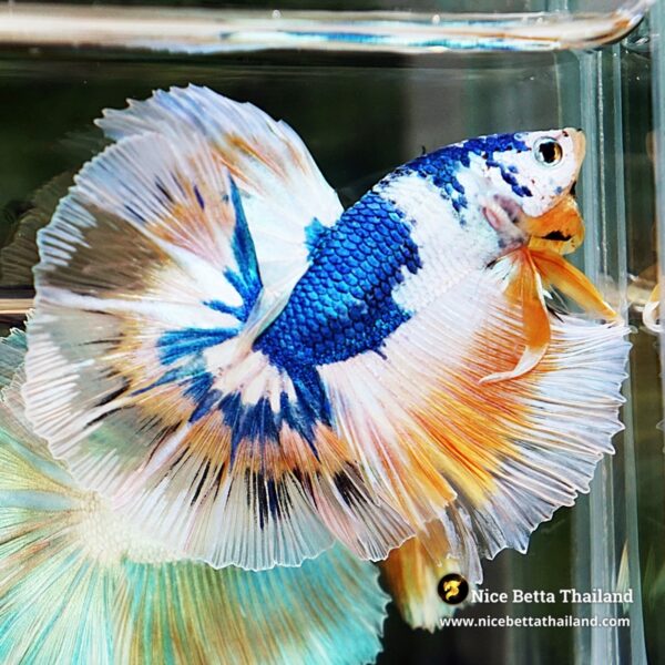 Betta Fish Fancy Macaw Gold Eyes OHM - Image 8