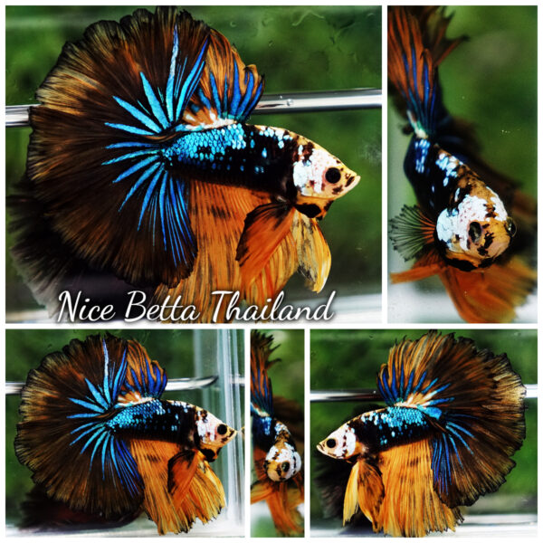 Betta Fish King Warrior Mustard Gas OHM