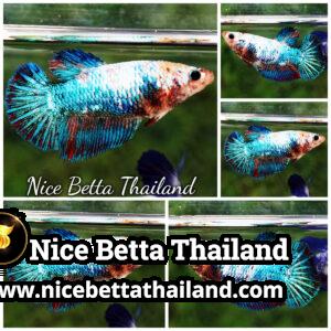 Female Betta Fish Fancy Thunder HM