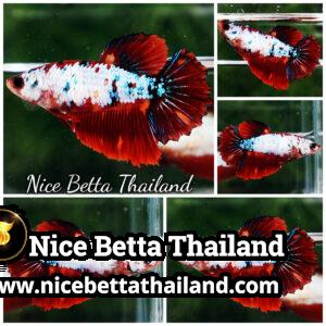 Female Betta Fish Multicolor On Fire HM