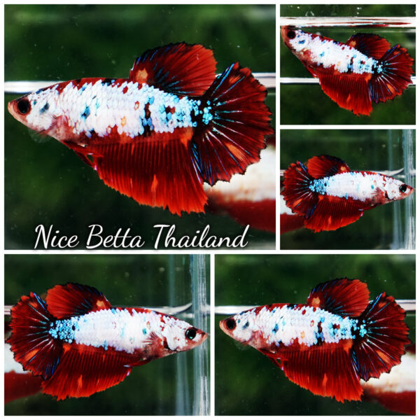 Female Betta Fish Multicolor On Fire HM