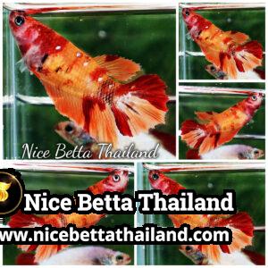 Female Betta Fish Nemo Classic HM