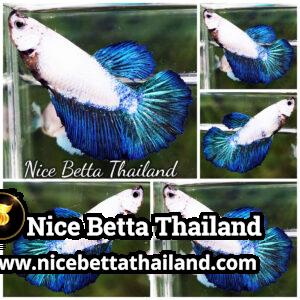 Female Betta Fish Blue Rim HM