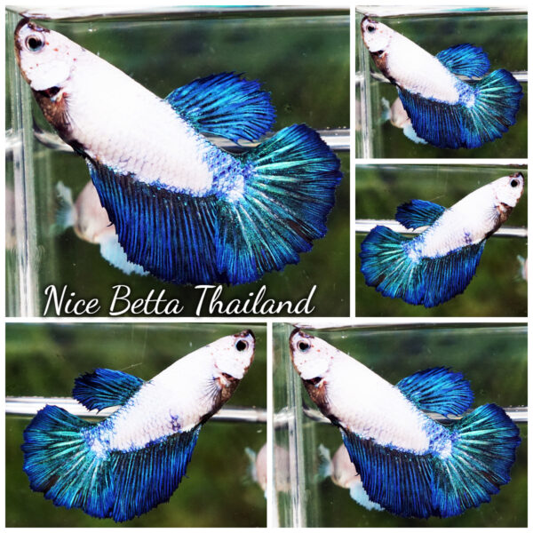 Female Betta Fish Blue Rim HM