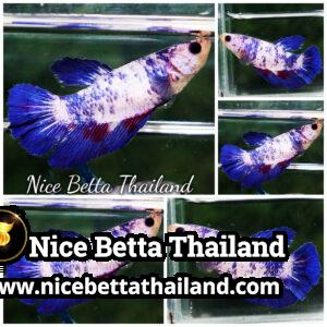 Female Betta Fish Fancy Blue Marble HM