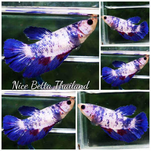 Female Betta Fish Fancy Blue Marble HM