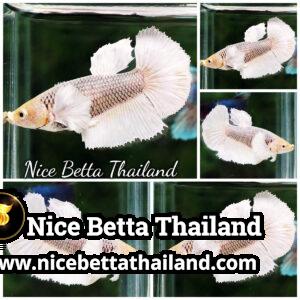 Female Betta Fish Gold Copper Net Dumbo HM