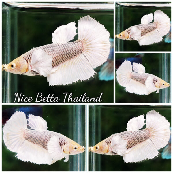 Female Betta Fish Gold Copper Net Dumbo HM