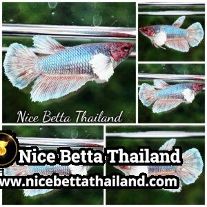 Female Betta Fish Betta fish Red Emerald Salamander Dumbo HM