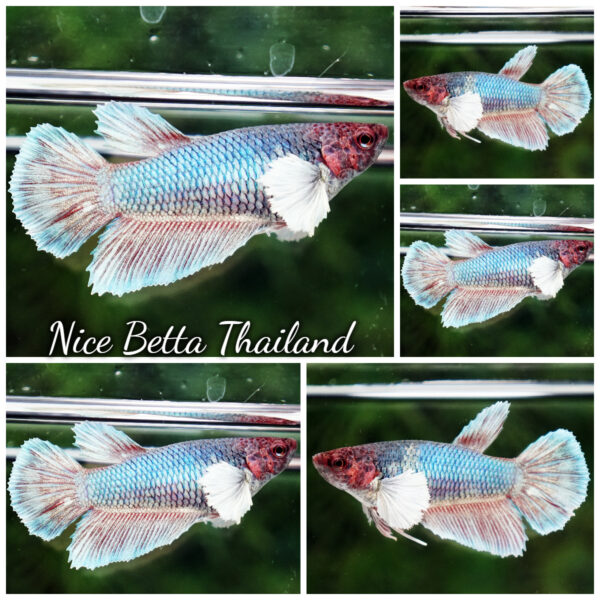 Female Betta Fish Betta fish Red Emerald Salamander Dumbo HM