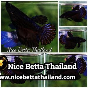 Female Betta Fish Black Orchid HM