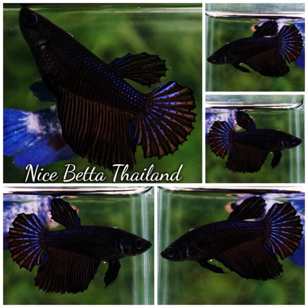 Female Betta Fish Black Orchid HM