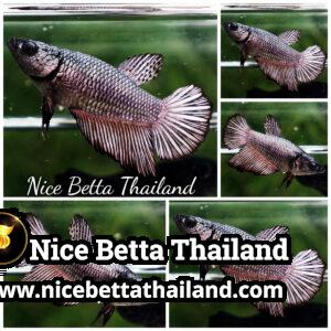 Female Betta Fish Copper Gold HM