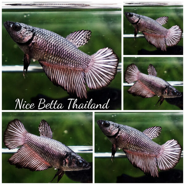 Female Betta Fish Copper Gold HM