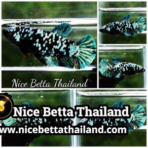 Queen Betta Fish Blue & Copper Gordon Avatar HMPK