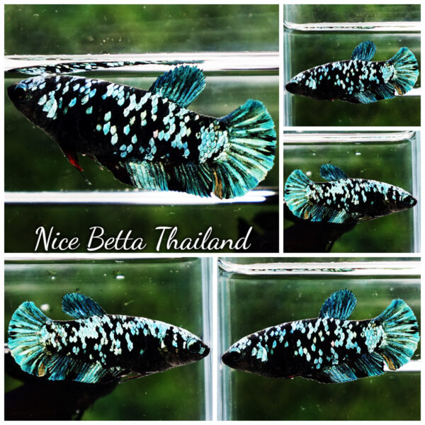 Queen Betta Fish Blue & Copper Gordon Avatar HMPK