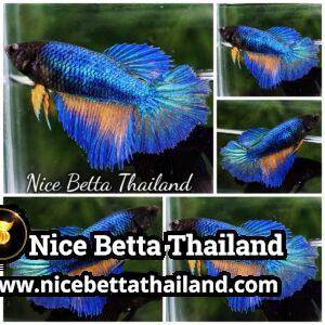 Female Betta Fish Blue Mustard Gas Black Head (Classic) HM