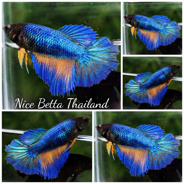 Female Betta Fish Blue Mustard Gas Black Head (Classic) HM