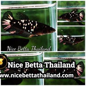 Female Betta Fish The Dark Nebula Avatar HMPK