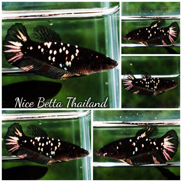 Female Betta Fish The Dark Nebula Avatar HMPK