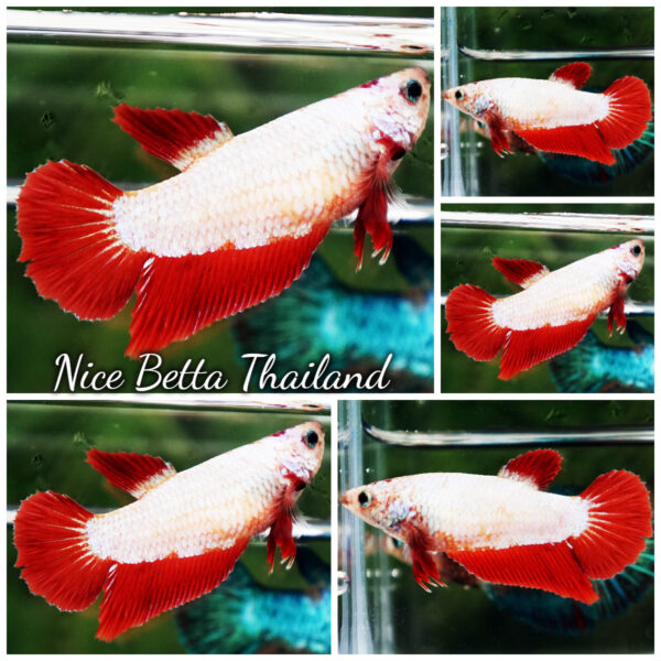 Female Betta Fish Snow On Fire HM