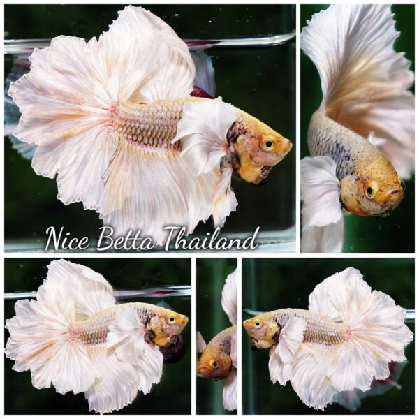 Betta Fish Prince of Gold Copper Net Dumbo (Feather tail)