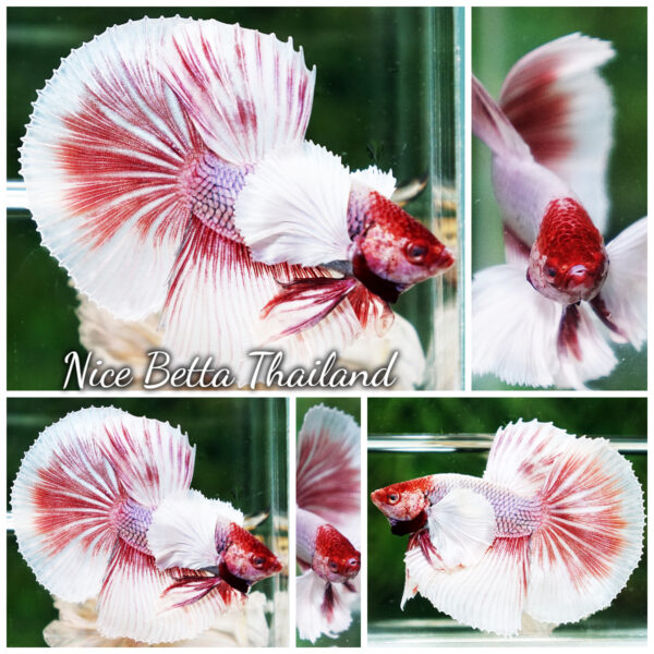 Betta Fish Red Salamander Dumbo HM