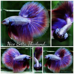 Betta Fish Purple Royal Pony Lavender HM