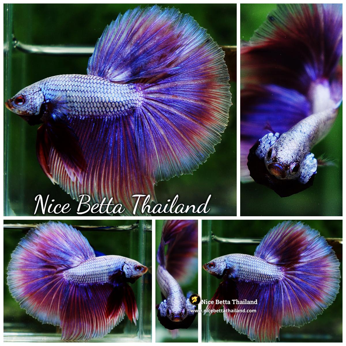 Betta Fish Purple Royal Pony Lavender HM