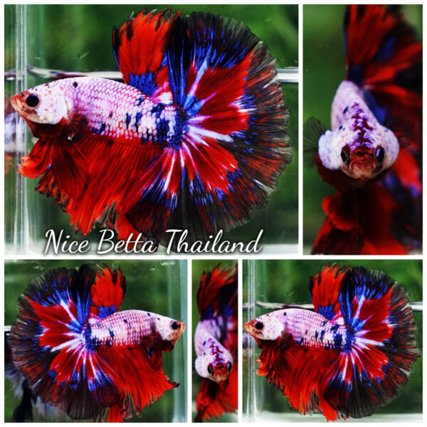 Betta Fish Fancy Captian America OHM