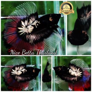 Betta fish Killer Shadow Black Star Warrior Butterfly (Ultra Rare) OHM