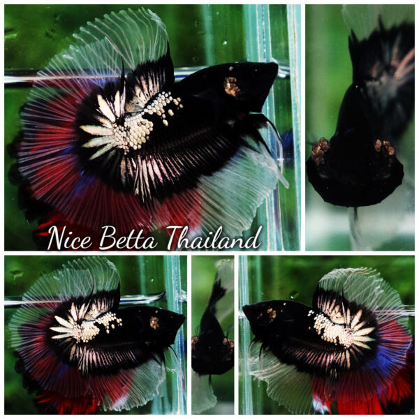 Betta fish Killer Shadow Black Star Warrior Butterfly (Ultra Rare) OHM